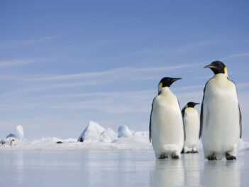Should Antarctica’s Ice Have Legal Rights?