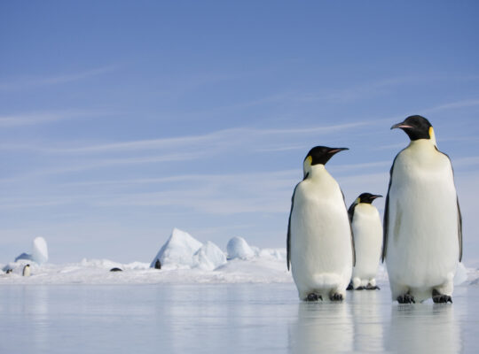Should Antarctica’s Ice Have Legal Rights?