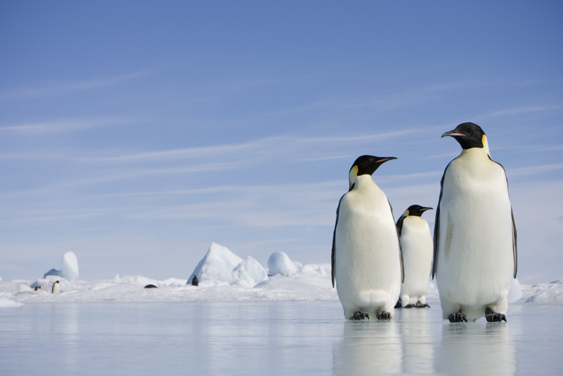 Should Antarctica’s Ice Have Legal Rights?